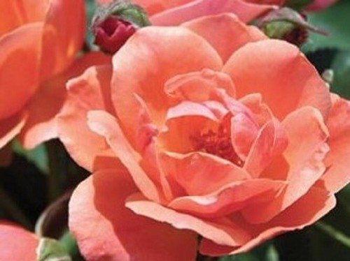 Coral knock out - out®, rose