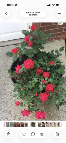5red and 5pink double - 5pink, knockout