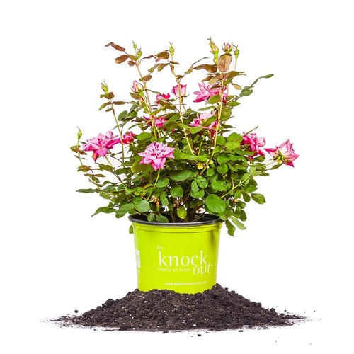 Perfect plants double pink - perfect,