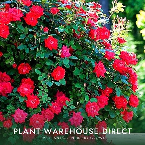 Double knock out rose - out,