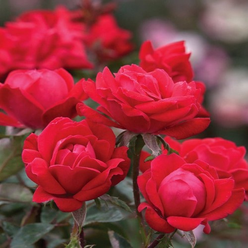 Double knock out rose - double, 2