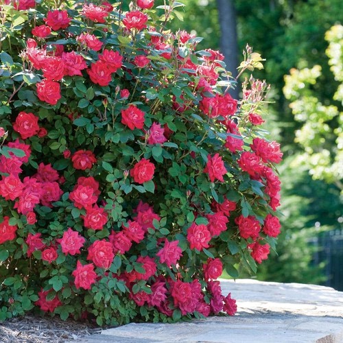 Knock out rose - knock,