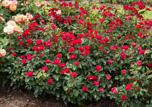 Petite knock out rose 2 - a, #2